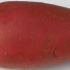 Jarzębina ziemniaczana